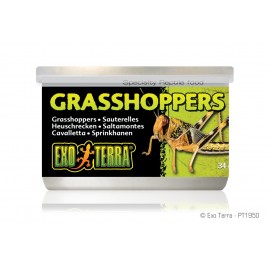 Grasshoppers (Cavallette) 34G