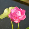 Fiore di loto (Nelumbo)